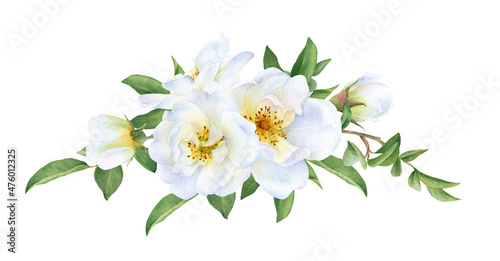 Floral garland of the white wild roses, buds and leaves hand drawn in watercolor isolated on a white background. Botanical illustration.