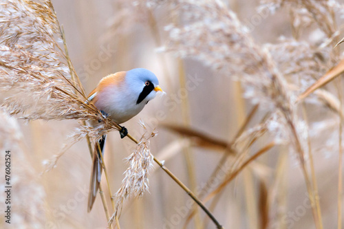 Bearded tit in its habitat, eating reeds. Panurus biarmicus