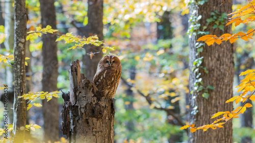 Tawny owl in the autumn forest. Strix aluco
