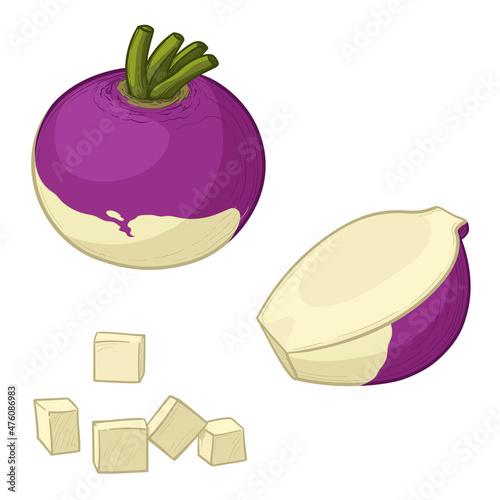 Colorful ripe rutabaga or swede. Vector illustration in cartoon style.