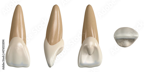 Permanent upper central incisor tooth. 3D illustration of the anatomy of the maxillary central incisor tooth in buccal, proximal, lingual and occlusal views. Dental anatomy through 3D illustration