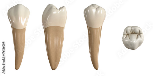 Permanent lower second premolar tooth. 3D illustration of the anatomy of the mandibular second premolar tooth in buccal, proximal, lingual and occlusal views. Dental anatomy through 3D illustration