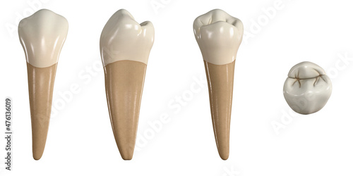 Permanent lower first premolar tooth. 3D illustration of the anatomy of the mandibular first premolar tooth in buccal, proximal, lingual and occlusal views. Dental anatomy through 3D illustration