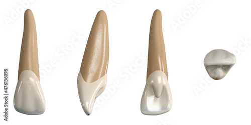 Permanent upper lateral incisor tooth. 3D illustration of the anatomy of the maxillary lateral incisor tooth in buccal, proximal, lingual and occlusal views. Dental anatomy through 3D illustration