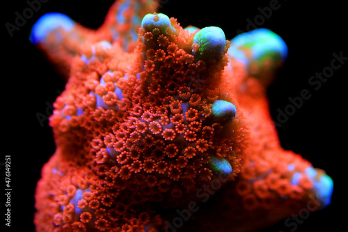 Montipora colorful stony coral in reef aquarium tank