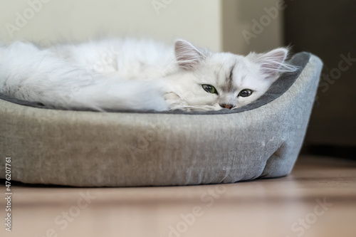 Persian chinchilla cat with a silver shade, fluffy long hair with green eyes, lying huddled in a cat bed