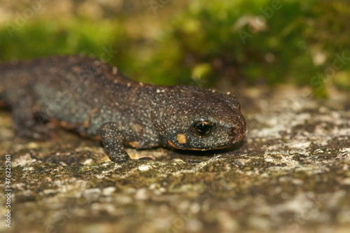 Closeup on a terrestrial juvenile of the Chinese Blue-tailed Fire-bellied Newt, Cynops cyanurus