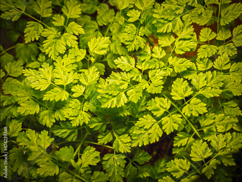 Closeup of green chervil leaves on a growing plant