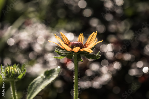 Bloom of Rudbeckia or rudbekia fulgida, Goldstrum, yellow orange coneflower with beauty green grasshopper in garden