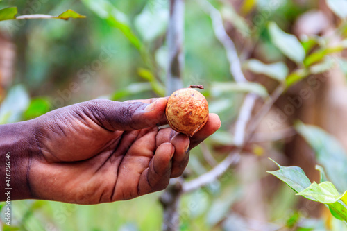 Farmer's hand holding a fresh nutmeg fruit
