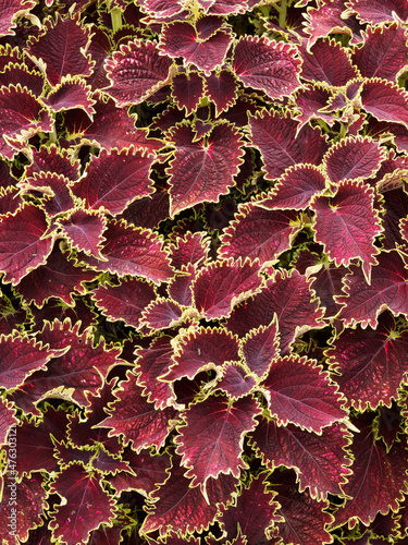 Plectranthe fausse-scutellaire ou coliole - Plectranthus solenostemon scutellarioides - au feuillage dentelé bicolore impressionnant rouge foncé et marginé de vert