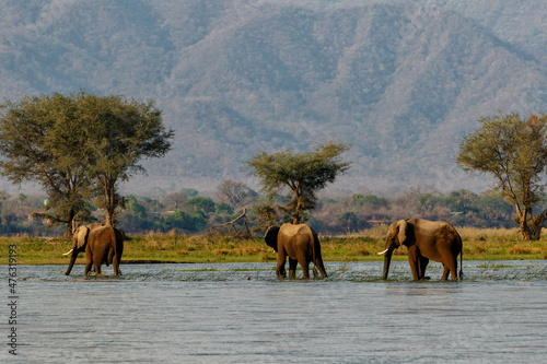 Elephant bulls walking in the Zambezi river in Mana Pools National Park in Zimbabwe with the mountains of Zambia in the background