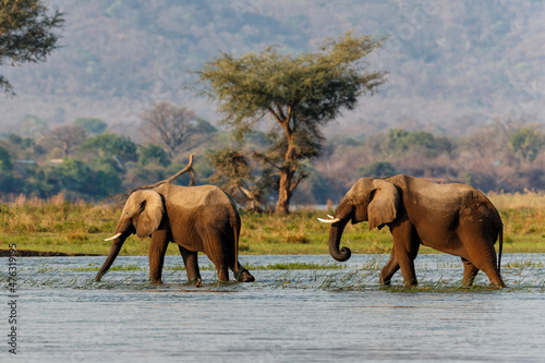 Elephant bulls walking in the Zambezi river in Mana Pools National Park in Zimbabwe with the mountains of Zambia in the background