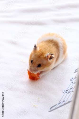 Chomik jedzący marchewkę na białym tle