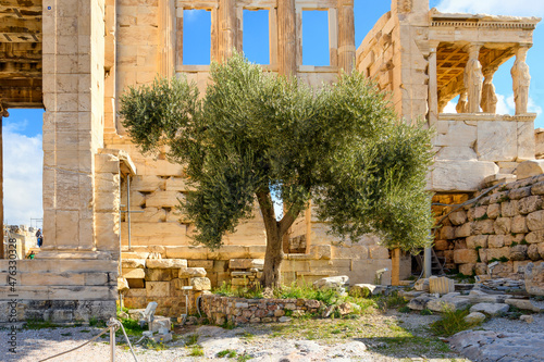 Athena's Sacred Olive Tree alongside the Erechtheion near the Parthenon on Acropolis Hill in Athens, Greece.