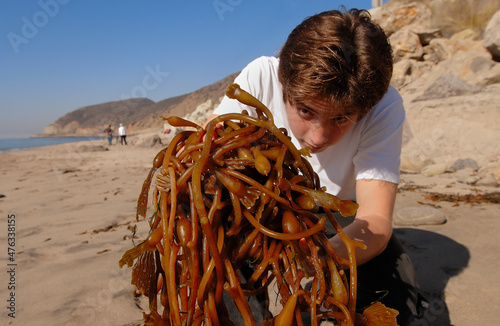 Boy looks at kelp washed up on beach.