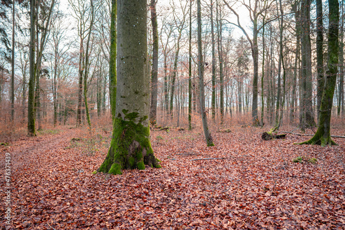 Trees with moss and fallen leaves in a forest in Strassen, Luxembourg