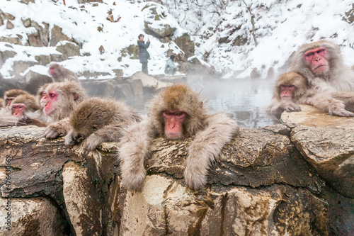 Group of snow monkeys sleeping in a hot spring at Jigokudani Yaen-Koen, Nagano Prefecture, Japan.