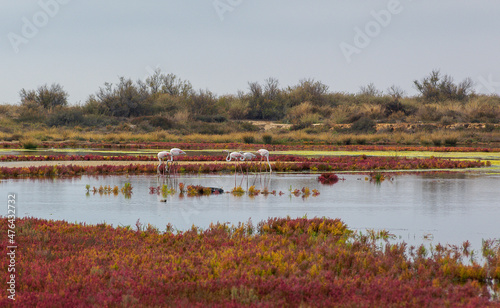 Flamingos in Ria Formosa, Portugal