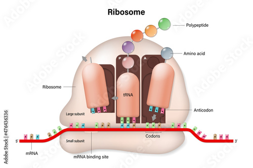 Ribosome structure. Process of translation. RNA directed synthesis of polypeptide. mRNA. tRNA. Biological protein synthesis.