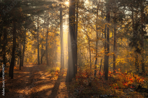 The sun's rays pierce the branches of the trees. Beautiful autumn morning in the forest.