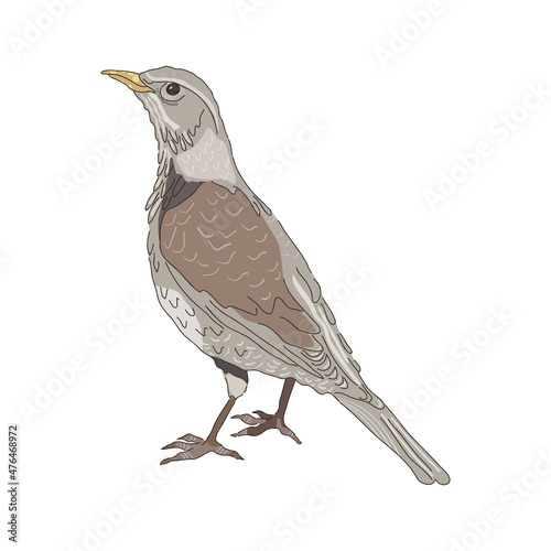 Fieldfare - hand drawn vector illustration isolated on white. Flat colors design.