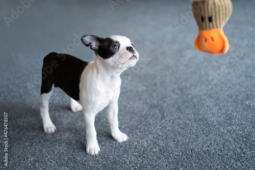 Boston Terrier puppy standing looking up at the head of a duck toy hanging down. The dog is indoors standing on carpet.