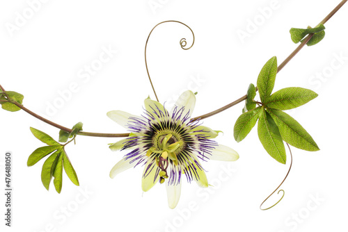 Passion flower and foliage