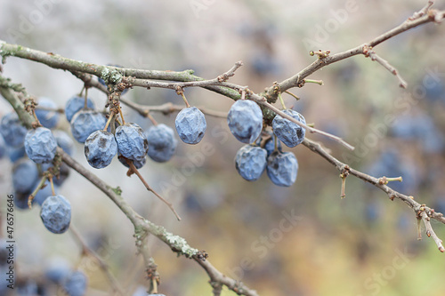 Blue ripe blackthorn berries on a branch after frost. Late fall. 