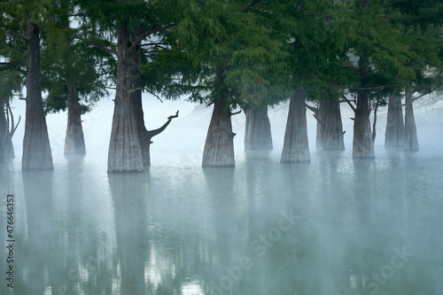 Thick trunks of swamp cypresses in the water at dawn. A milky mist rises above the water surface of the lake. Copy space.