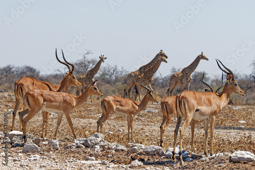 Schwarznasen Impalas und Giraffen