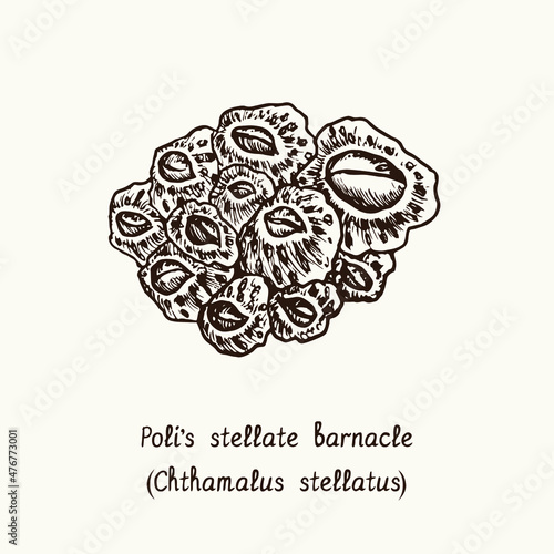 Poli's stellate barnacle (Chthamalus stellatus). Ink black and white doodle drawing in woodcut style with inscription.
