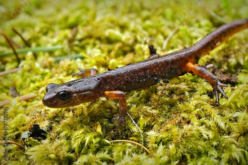 Closeup on an adult Ensatina eschscholtzii oregonensis salamander, posing on green moss