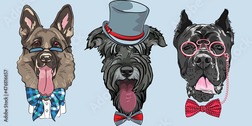 Set of hipster dog German shepherd, Schnauzer and Cane Corso breed in hat, glasses and bow tie