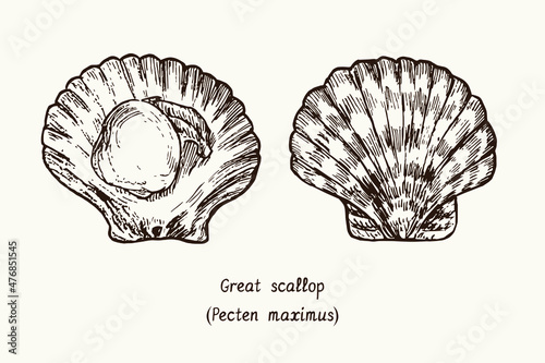 Great scallop (Pecten maximus) open and closed shell. Ink black and white doodle drawing in woodcut style with inscription