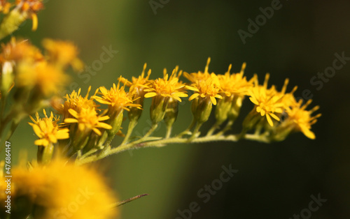 Close up of a Giant goldenrod flower ( Solidago gigantea ) with yellow blossoms on a panicle twig in bloom