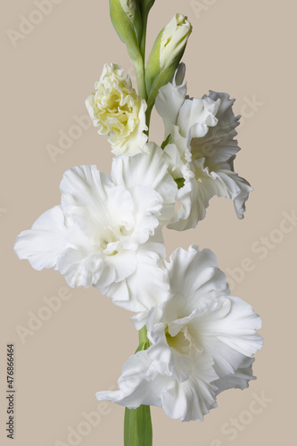Delicate white gladiolus flower on a beige background.