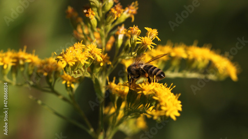 European honey bee ( apis mellifera ) collecting nectar and pollen on a Giant goldenrod flower ( Solidago gigantea ) with yellow blossoms