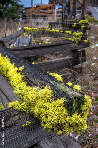 Wolf lichen (Letharia) on a Fence in Liberty, WA