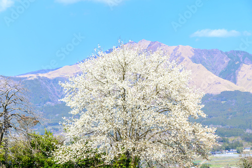 阿蘇五岳を背景に田舎の桜風景 Cherry blossoms in the countryside against the backdrop of Mt. Aso 日本2021年(春)撮影 Taken in 2021 (Spring), Japan (九州・熊本県阿蘇郡南阿蘇村) (Kyushu, Minamiaso Village, Aso District, Kumamoto)