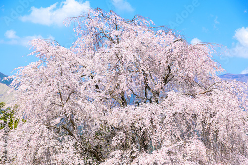 阿蘇五岳(根子岳)を背景に桜風景(すだれ桜) Sakura scenery (sudare cherry blossoms) against the backdrop of Mt. Aso Godake (Mt. Nekodake) 日本2021年(春)撮影 Taken in 2021 (Spring), Japan (九州・熊本県阿蘇郡南阿蘇村) (Kyushu, Minamiaso)