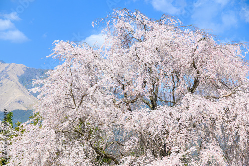 阿蘇五岳(根子岳)を背景に桜風景(すだれ桜) Sakura scenery (sudare cherry blossoms) against the backdrop of Mt. Aso Godake (Mt. Nekodake) 日本2021年(春)撮影 Taken in 2021 (Spring), Japan (九州・熊本県阿蘇郡南阿蘇村) (Kyushu, Minamiaso)