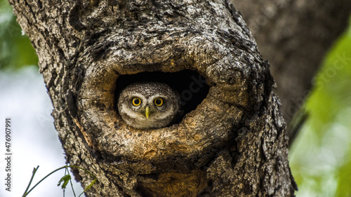 Close up of Spotted owlet(Athene brama) looking at us in nature on the tree