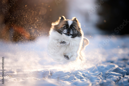 Pies biega radośnie po śniegu 