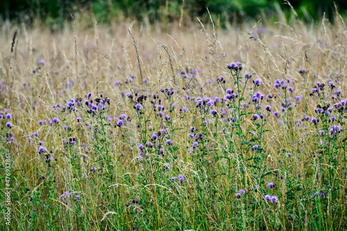 Perspective view of creeping thistle flowers in blossom, West Midlands, England, UK