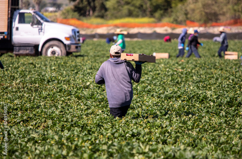 farm workers, agricultural, agribusiness, migrant, man, farmworkers, mexican, california, worker, laborer, labor, undocumented, latino, harvest, hispanic, naturalization, immigration, mexican-american