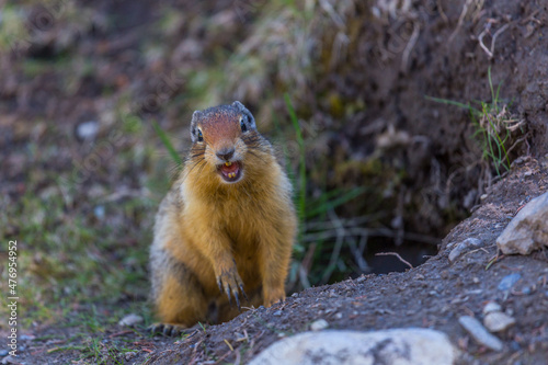 Ground squirrel found in Banff National Park.