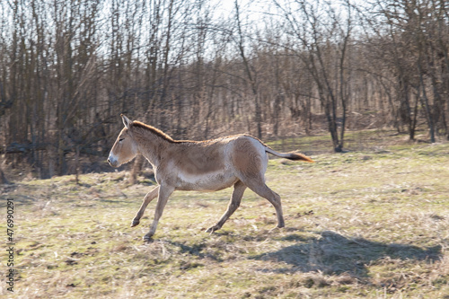 Onager (Equus hemionus) rides in Tarutinskaya steppe, Frumushika-Nova, Ukraine