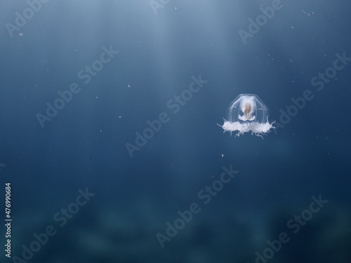 Turritopsis nutricula Turritopsis dohrnii Oceania O. armata immortal underwater closing jellyfish ocean scenery