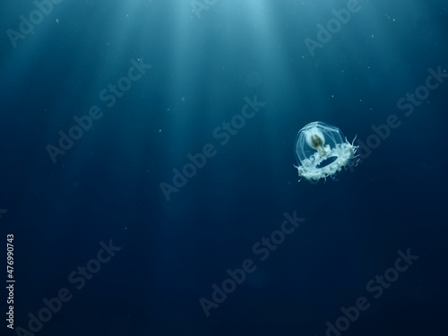 Turritopsis nutricula Turritopsis dohrnii Oceania O. armata immortal underwater closing jellyfish ocean scenery